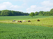 Artgerechte Haltung